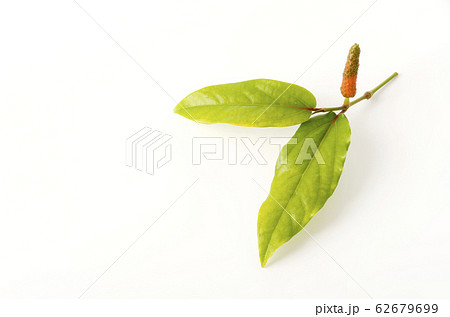 ヒハツモドキの果実 ヒハツモドキの果実 62679699