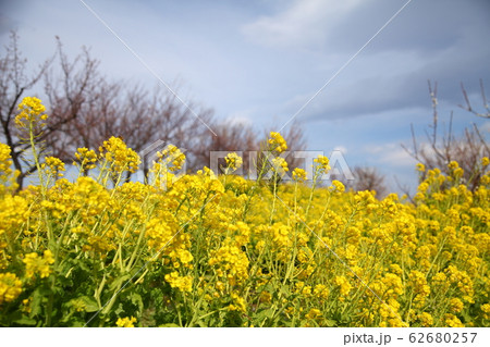 菜の花 62680257