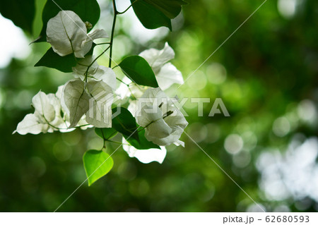 ブーゲンビリアの白い花の写真素材