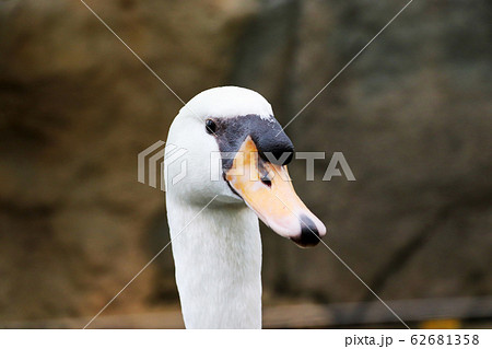 コブハクチョウの顔 コブハクチョウの顔 62681358