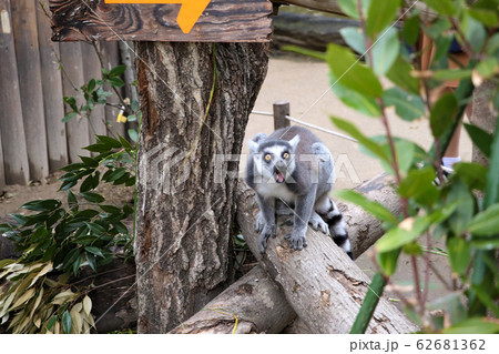 威嚇するワオキツネザル 62681362