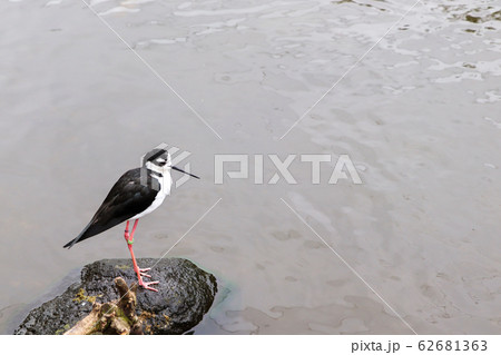 水辺に立つひとりぼっちの鳥 62681363