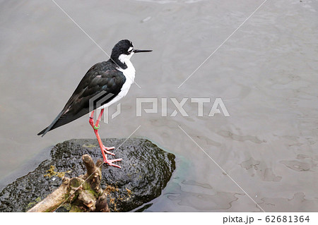 水辺に立つ白黒の鳥の写真素材