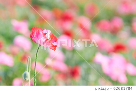 グラデーションのかかった赤いシャーレーポピーの花　アップ 62681784