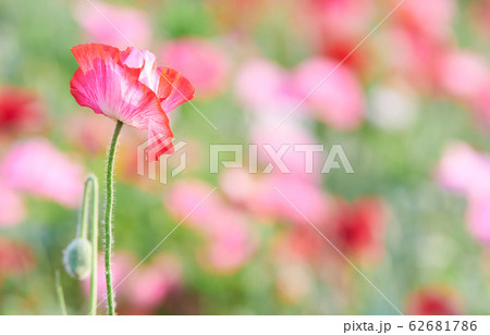ポピーの花　アップ 62681786