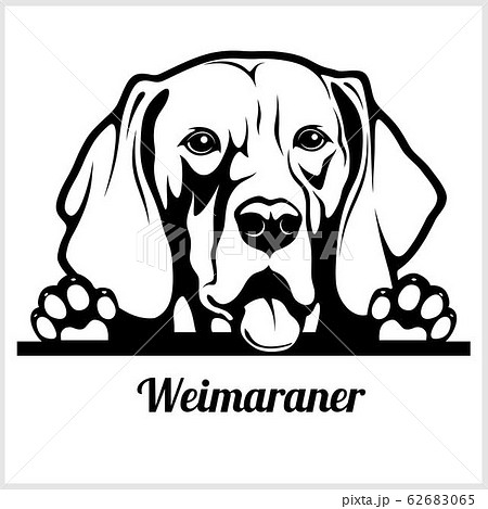 Dog Head Weimaraner Breed Black And White のイラスト素材