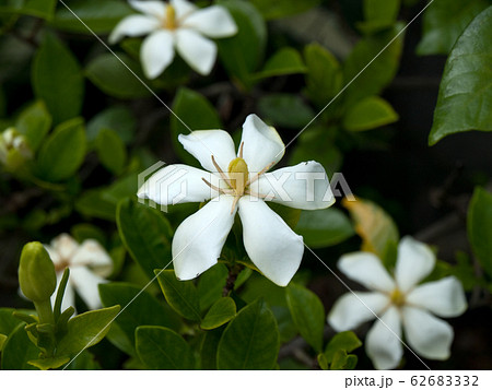 梔子 クチナシ くちなしの花の写真素材