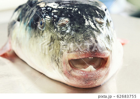 天然とらふぐ② 62683755