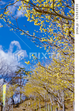 宝登山ロウバイ園【埼玉県長瀞町】 62683930