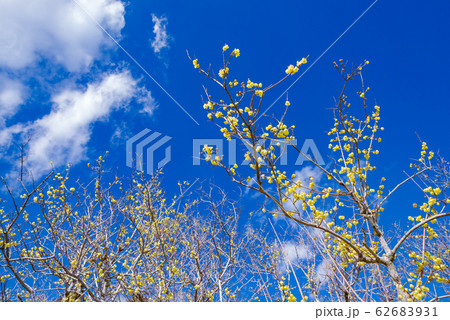 宝登山ロウバイ園【埼玉県長瀞町】 62683931