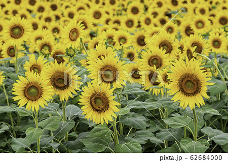 【山梨県】明野のひまわり　満開 62684000
