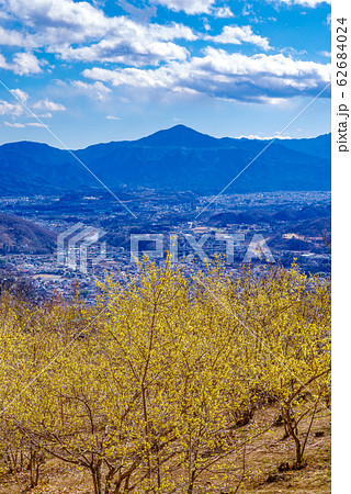 宝登山ロウバイ園と秩父の街並み【埼玉県長瀞町】 62684024