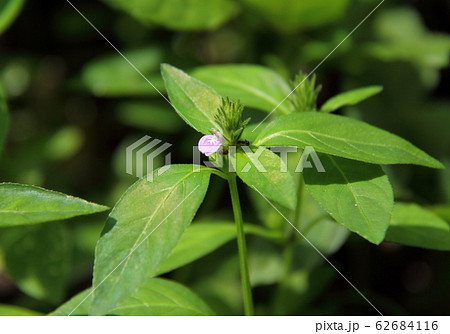 キツネノマゴ キツネノマゴ 62684116