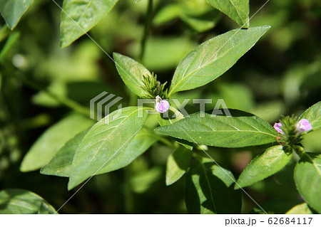 キツネノマゴ キツネノマゴ 62684117