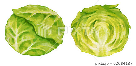 cabbage キャベツ きゃべつの断面のイラストのイラスト素材 [62684137