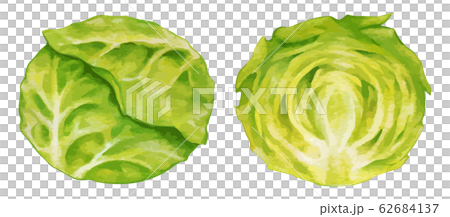 キャベツ　イラストオーダーページ(⁠ ⁠╹⁠▽⁠╹⁠ ⁠) キャベツ_01 | 農民イラスト