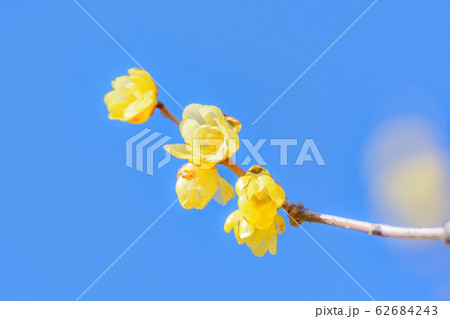 宝登山ロウバイ園【埼玉県長瀞町】 62684243