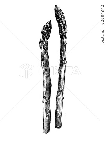 アスパラガス ペン画のイラスト素材 62684342 Pixta