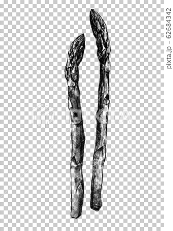 蘆筍筆繪圖 62684342