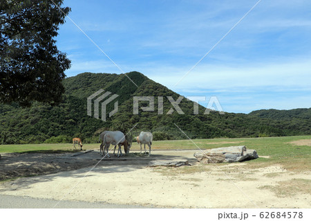 山麓の草原に暮らす草食動物たち 山麓の草原に暮らす草食動物たち 62684578
