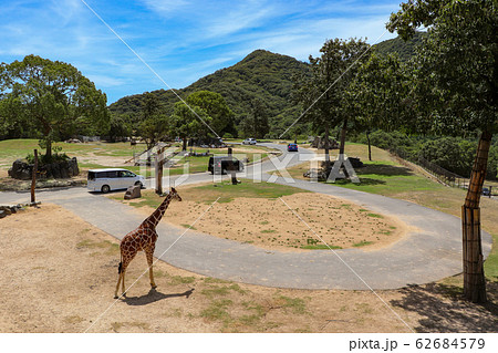 サファリをドライブ 62684579