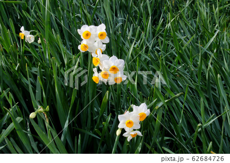 国立公園淡路島　灘黒岩水仙郷　に群生する　二ホンスイセン 62684726