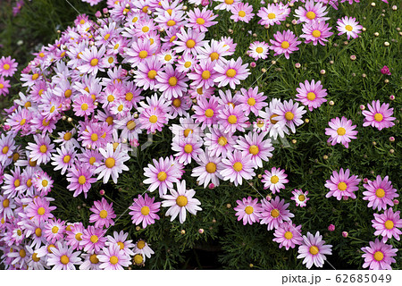 マーガレット 62685049