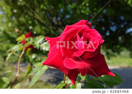 バラ 薔薇 ばら 赤 バラ 薔薇 ばら 赤 62685468