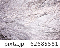 桜の海 62685581