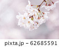ひと房のさくら 62685591