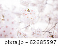 さくらもよう 62685597