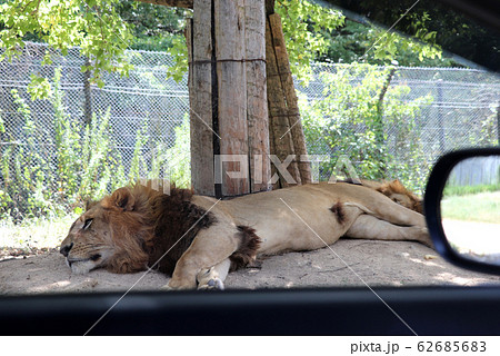車内からライオンを観察 62685683