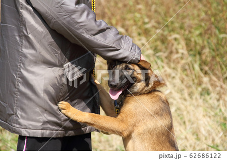主人に甘える散歩中の犬 保護犬 の写真素材