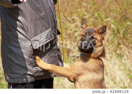 主人に甘える散歩中の犬 保護犬 の写真素材