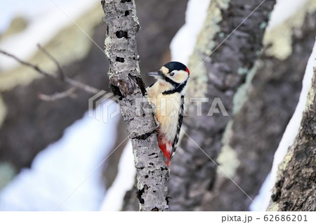 エゾアカゲラ 野鳥 エゾアカゲラ 野鳥 62686201