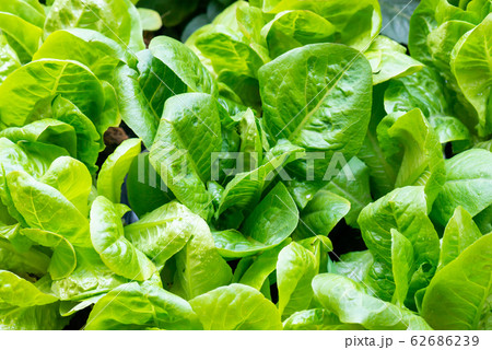 Fresh Organic Collard Greens Vegetable - Stock Illustration [103626018]  - PIXTA