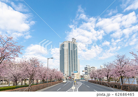 川口元郷駅 安行桜並木と青空 川口元郷駅 安行桜並木と青空 62686465