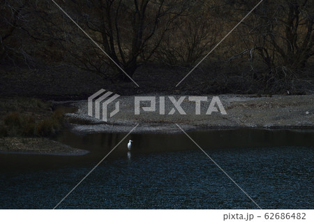 ダイサギのいる景色 62686482