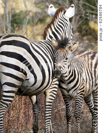 動物写真 八木山動物園のグラントシマウマの親子 動物の親子の情愛 甘えるシマウマの子供の写真素材