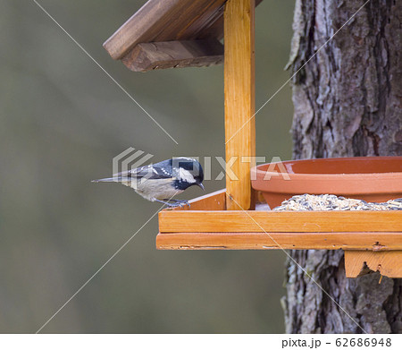 Close up coal tit or cole tit, Periparus ater bird perched on the bird feeder table with sunflower seed. Bird feeding concept. Selective focus. 62686948