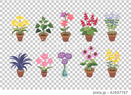 盆栽 ボンサイ 鉢植 62687787