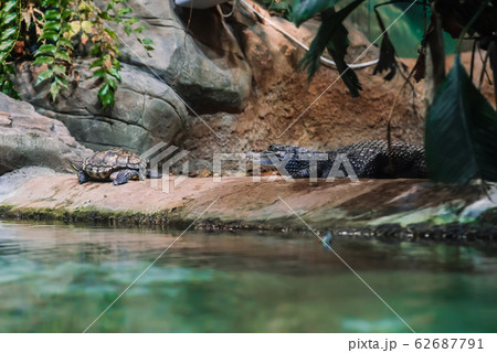 crocodile Caiman and turtle on the shore of the reservoir 62687791