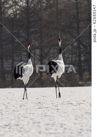 丹頂鶴 丹頂鶴 62689347