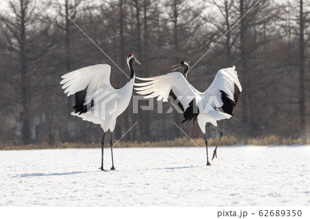丹頂鶴 62689350