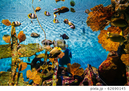 Sea life coral reef tropical fish Sea life coral reef tropical fish 62690145