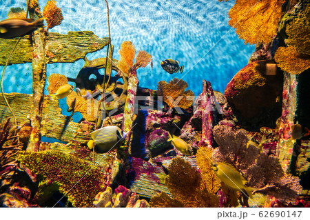 Sea life coral reef tropical fish Sea life coral reef tropical fish 62690147