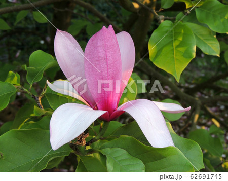 Magnolia Galaxy during flowering. Spring Magnolia Galaxy during flowering. Spring 62691745