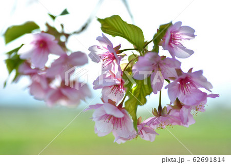 逆光に透ける早咲き桜の花 62691814