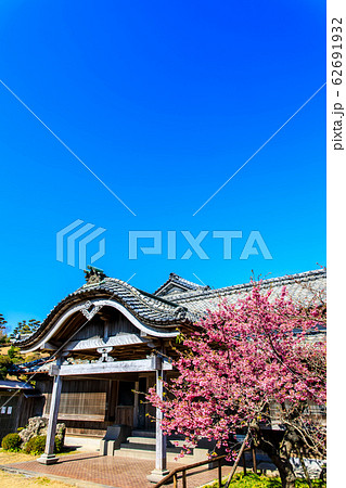 神代小路鍋島邸と緋寒桜 【長崎県雲仙市】 神代小路鍋島邸と緋寒桜 【長崎県雲仙市】 62691932
