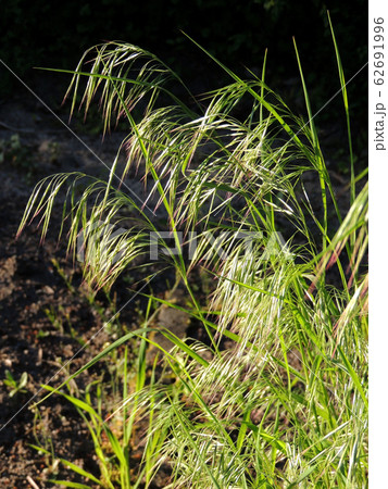 Curved spikelets of Drooping brome or cheatgrass 62691996